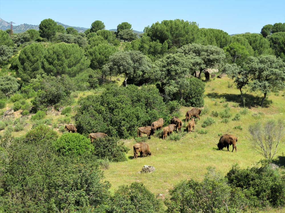 Yvonne-Kemp_European-bison-herd-on-the-move_Encinarejo-edit