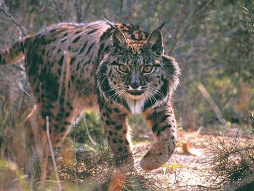 Lince Ibérico
